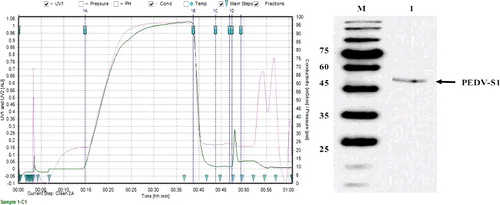 Figure 9. (a) Final purification of PEDV-S1 via size exclusion chromatography. Gel filtration column (Superdex 75) was pre-equilibrated with 25 mmol/L Tris, 250 mmol/L sodium chloride, pH 7.5. The purity of the fractions indicated with arrow was analyzed on SDS–PAGE. (b) Analysis of purity of eluted protein from Superdex 75 column by silver staining. Lane M, low molecular weight marker; lane 1, Pool of fractions obtained from size exclusion chromatography.