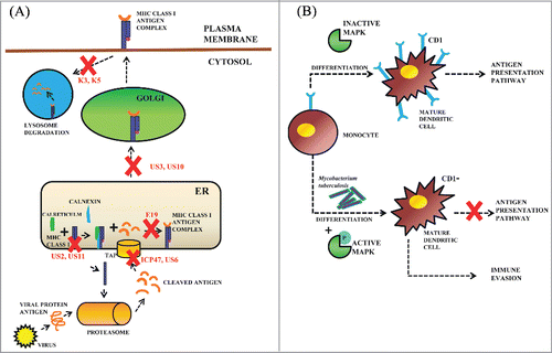 Figure 3. Impairment of the antigen presentation pathways by microbial pathogens. (A) Viral regulation of MHC Class I antigen presentation pathway: viruses have gradually developed a number of proteins specifically interfering with the antigen presentation pathway of MHC Class I. The HSV ICP47 Citation47 and HCMV US6Citation48 proteins inhibit peptide translocation function of TAP. HCMV US2 and US11 proteins dislocate the MHC Class I heavy chain from ER into the cytosol for degradation. Adenovirus E19 protein inhibits MHC Class I trafficking.Citation49 US3 and US10 inhibit the transport of the MHC Class I-antigen peptide complex to be exported to the Golgi.Citation50 The KSHV encoded K3 and K5 proteins internalize the MHC Class I-antigen peptide complex into lysosomes, which lead to its degradation and impairment of the antigen presentation.Citation51 (B) Bacterial regulation of CD1 antigen presentation pathway: The monocytes generally differentiate into immature DCs and then to mature DCs which further express CD1 glycoproteins on their surface, which present antigens to T cells. However, the exact mechanism of CD1 antigen presentation pathway is yet to be discovered. It has been reported that in M.tuberculosis infected DCs MAPK is phosphorylated and activated to down-regulate the expression of CD1 on mature DCs resulting in immune evasion.Citation52,53