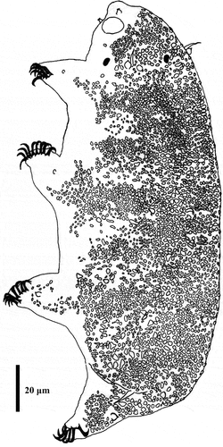 Figure 11. Drawing of Echiniscoides lichenophilus sp. nov. Scale bar in μm.