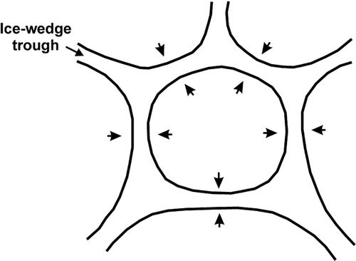 FIGURE 2. Schematic diagram indicating net outward movement of the active layer and subadjacent permafrost from polygon centers towards the bounding ice-wedge troughs. The figure is based on work by CitationMackay (1980, Citation1993, Citation1995, Citation2000)