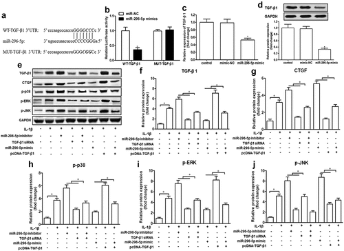 Figure 4. miR-296-5p regulates TGF-β1/CTGF/p38MAPK axis via targeting of TGF-β1.