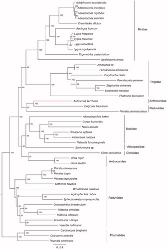 Figure 1. The maximum-likelihood tree was constructed using 13 protein coding genes from complete or near-complete mitochondrial genomes of A. kerzhneri and 46 other species. Phymatidae (Heteroptera: Cimicomorpha) was used to root the tree as an out-group. The accession numbers are as follows: Adelphocoris fasciaticollis (NC_023796); Adelphocoris lineolatus (KU234537); Adelphocoris nigritylus (NC_027144); Adelphocoris suturalis (KU234538); Creontiades dilutus (NC_030257); Apolygus lucorum (NC_023083); Lygus hesperus (NC_024641); Lygus pratensis (KU234540); Lygus lineolaris (NC_021975); Lygus rugulipennis (KJ170898); Trigonotylus caelestialium (KJ170899); Nesidiocoris tenuis (NC_022677); Ammianus toi (JQ739178); Perissonemia borneenis (KU896785); Corythucha ciliata (KC756280); Pseudacysta perseae (NC_025299); Stephanitis chinensis (MF498769); Stephanitis mendica (JQ739184); Phatnoma laciniatum (KU896786); Dolycoris baccarum (NC_020373); Peirates atromaculatus (NC_026670); Alloeorhynchus bakeri (HM235722); Gorpis humeralis (NC_019593); Nabis apicalis (NC_019595); Himacerus apterus (JF927831); Himacerus nodipes (JF927832); Nabicula flavomarginata (KX505851); Scotomedes sp. (JQ743677); Cimex lectularius (JQ739180); O. niger (EU427341); O. sauteri (NC_024583); Peirates fulvescens (NC_026669); Peirates turpis (NC_026671); Peirates lepturoides (NC_026672); Sirthenea flavipes (NC_020143); Brontostoma colossus (NC_024745); Agriosphodrus dohrni (NC_015842); Sphedanolestes impressicollis (KC887536); Oncocephalus breviscutum (NC_022816); Triatoma dimidiata(NC_002609); Triatoma infestans (NC_035547); Acanthaspis ruficeps (KX505848); Valentia hoffmanni (FJ456952); Carcinocoris binghami (NC_036012); Cnizocoris sinensis (NC_036013); Phymata americana (NC_036011).