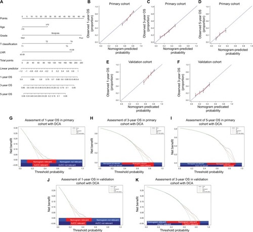 Figure 2 Prognostic nomogram, calibration curves, and DCA.Notes: The nomogram predicts 1-, 3-, and 5-year OS in patients with pancreatic head carcinoma (A). The calibration curves predict OS at 1 year (B), 3 years (C), and 5 years (D) in the primary cohort and at 1 year (E) and 3 years (F) in the validation cohort. The nomogram-predicted OS is plotted on the x axis, and the actually observed OS is plotted on the y axis. DCA depicts the clinical net benefit in pairwise comparisons across the different models. The formulated nomogram is compared with the AJCC 8th staging system in terms of 1- (G), 3- (H), and 5-year (I) OS in the primary cohort and 1- (J) and 3-year (K) OS in the validation cohort. On DCA, the nomogram showed superior net benefit with a wider range of threshold probabilities compared with AJCC 8th staging system.Abbreviations: AJCC, American Joint Committee on Cancer; DCA, decision curve analysis; LNR, lymph node ratio; OS, overall survival.