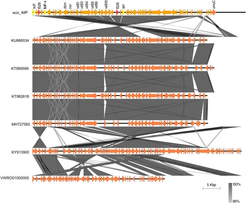 Figure 4 Comparative analysis of the homologous regions shared by seven plasmids. The figure was produced using EasyFig v. 2.2.3, and BLASTN was used to compare sequence homology with the following threshold parameters: minimum length of 100 bp accompanied by 90% identity. Antimicrobial resistance genes are indicated in yellow, IS elements are indicated in red, and all other genes are indicated in orange in pwzx_IMP.