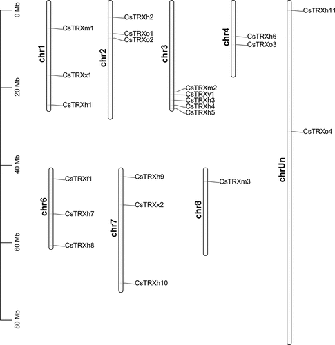 Figure 2. Chromosomal location analysis of CsTrxs in Citrus sinensis.