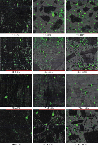 Figure 3. Scanning analysis of the pore structure of each group of specimens at different ages.