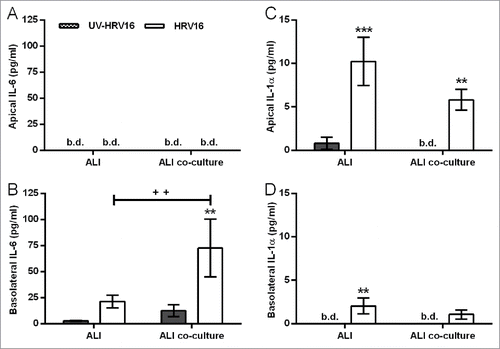 Figure 7. Increased human rhinovirus (HRV)16-induced IL-6 and IL-1α release from the primary differentiated epithelial mesenchymal trophic unit (EMTU) co-culture model compared to air-liquid interface (ALI) monocultures. ALI mono- or co-cultures with fibroblasts were infected apically with human rhinovirus (HRV)16 (MOI = 2) or UV-HRV16 as a negative control. After 24 h, apical (A, C) and basolateral (B, D) cell-free supernatants were assayed for IL-6 (A-B) or IL-1α (C-D). Results are means ± SD, 3 separate experiments from one epithelial cell donor and are representative of 3 donors. **P ≤ 0.01, ***P ≤ 0.001 compared to UV-HRV16 control and ++P ≤ 0.01 comparing HRV16-treated mono- and co-cultures (2-way ANOVA with Bonferroni correction). b.d. indicates levels below the detection limit of the assay.