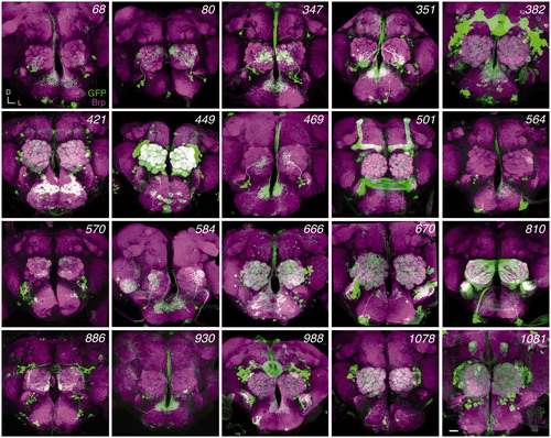 Figure 2. GAL4 expression patterns of InSITE lines subjected to genetic swap. Projections of confocal stacks. Adult brains were stained for mCD8 (green) and the neuropil marker, Bruchpilot (Brp, magenta). D, dorsal; L, lateral. Scale bar, 20 μm.