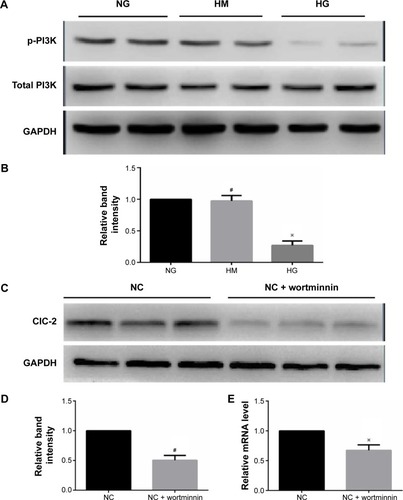Figure 4 PI3K is involved in the decline of ClC-2 in keratinocytes exposed to high glucose.