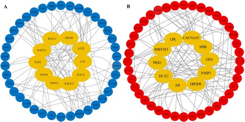 Figure 4. The protein-protein interactome (PPI) network and hub genes. (A) PPI network of hypermethylated DMGs. (B) PPI network of hypomethylated DMGs. Yellow nodes mean hub genes, blue nodes mean hypermethylated DMGs, and red nodes mean hypomethylated DMGs.
