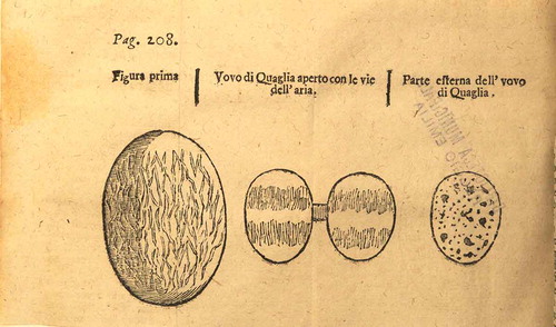 Figure 6. Original illustration of the egg airways from Antonio Vallisneri (Citation1710) Prima Raccolta d’Osservationi, e d’Esperienze del Signor Antonio Vallisnieri de’ Nobili di Vallisniera, Pubblico Professore di Medicina Teorica di Padoa ec. Cavata dalla Galeria di Minerva. Girolamo Albrizzi, Venezia (courtesy of Biblioteca Panizzi, Reggio Emilia, Italy, all rights reserved) (left: chicken egg airways; centre: quail egg airways; right: quail egg).