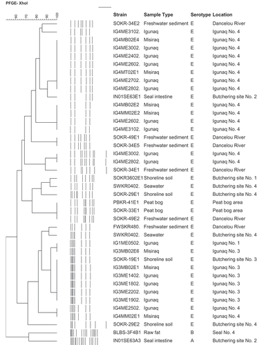 Figure 1. Dendrogram of PFGE analysis showing the relationship between C. botulinum type E isolates recovered from harvested seals and related igunaq preparations and those from the proximate coastal environments. SmaI was also used on all strains (data not shown). SmaI analyses generated 14 different PFGE profiles, whereas XhoI generated 20 profiles and was deemed more discriminatory. The sample types igunaq and misiraq correspond to the aged meat and oil components of the igunaq preparation, respectively. The similarity (%) among strains was determined using the Dice Coefficient and the clustering was performed by unweighted pair group method with arithmetic mean (UPGMA).
