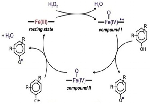 Figure 1. Peroxidase-catalytic cycle (Citation14).
