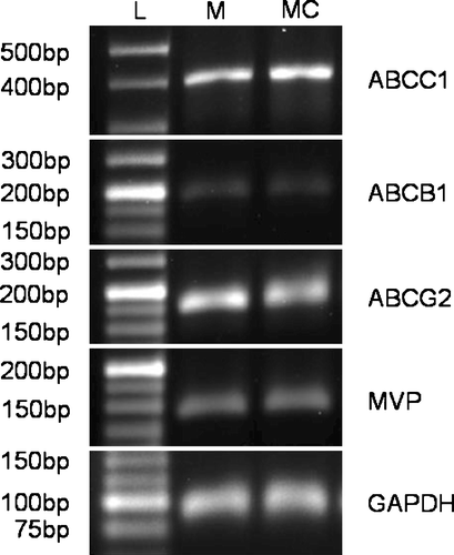 Figure 2.  RT-PCR analysis of the expression of four membrane bound drug transporters commonly associated with chemotherapy resistance in breast cancer in the parent and derivative cell lines used in this study. L Ladder; M MCF-7; MC MCF-7CR.