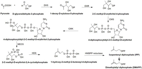 Figure 4 MEP pathway for the synthesis of isopentenyl diphosphate (IPP).