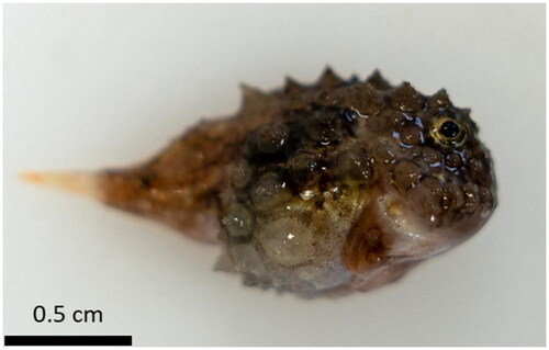 Figure 1. Photograph of the E. spinosus specimen used in the present study. The morphological traits typical of this species are spiny tubercles and a suction disk on the ventral side.