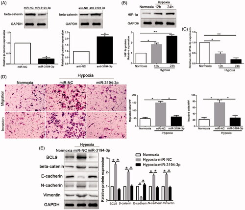 Figure 9. miR-3194-3p is down-regulated by hypoxia and mediates the promoting effects of hypoxia on metastasis and EMT of HCC cell. (A) β-catenin protein levels in HCC cells transfected with miR-3194-3p inhibitor or miR-3194-3p over-expression vectors. (B) The expression level of HIF-1α in different time points in hypoxia condition. (C) The expression level of miR-3194-3p in Hep3B cells cultured in normoxia and hypoxia. (D) Transwell assays for Hep3B cells in normoxia and Hep3B cells and Hep3B cells transfected with miR-3194-3p in hypoxia. **p < .01. (E) The expression of BCL9, E-cadherin, N-cadherin and Vimentin of Hep3B cells in normoxia and Hep3B cells and Hep3B cells transfected with miR-3194-3p in hypoxia. *p < .05. n = six independent experiments.
