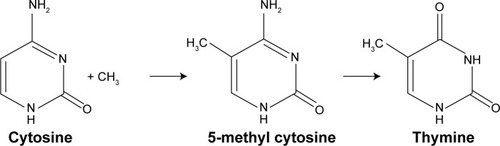 Figure 1 Mutagenic deamination of DNA methylation.