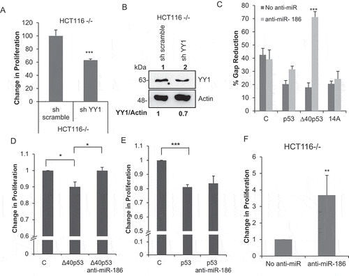 Figure 4. ∆40p53 inhibits cell proliferation mediated by miR-186-5p