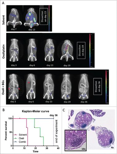Figure 4. Longitudinal evaluation of treatment response in vivo using CT26F-luc cells. Male BALB/c mice were injected i.p. with 1 × 105 CT26F-luc cells on day 0 (D0) and treated according to TS2 (n = 3 per group). Following s.c. luciferin injection, DLIT/µCT was performed to evaluate tumor burden on the indicated days during treatment. (A) One representative animal is depicted for each treatment showing the overlay of the individual tumor nodules as 3D-luminescent signals (in photons per second) with the µCT scans (red arrows highlight tumor nodules responding to therapy). (B) OS of the treated mice is shown as a Kaplan Meier curve. Statistical significance was calculated by Log-rank test together with Cox Mantle posttest (* p < 0.05). Of note, the combination-treated animal #9 died during drug application on day 6. (C) Histological evaluation of tumor tissue collected from mouse #9 was done by H&E-stain. Infiltration of small, densely packed lymphocytes with a high nuclear/cytoplasmic ratio into two tumor nodules is shown (4x and 10x magnification).