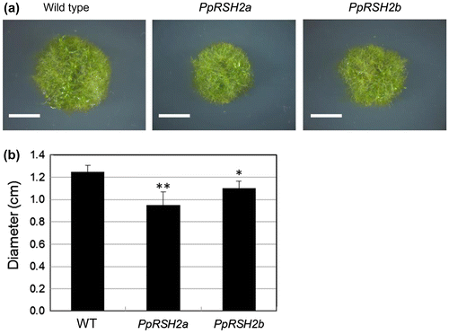 Fig. 8. The phenotype of the P. patens mutants overexpressing PpRSH2a and PpRSH2b.Notes: (a) The mutants and wild-type P. patens were grown at 25 °C on BCDAT agar supplemented with 1% glucose (w/v) for 20 days under continuous white fluorescent light. Scale bar: 5 mm. (b) Diameter of the each plant colony. Data are means ± SD (n = 6). Asterisks denote a significant difference between wild type (WT) and the mutants in a data pair (Student’s t-test, *p < 0.05, **p < 0.01).