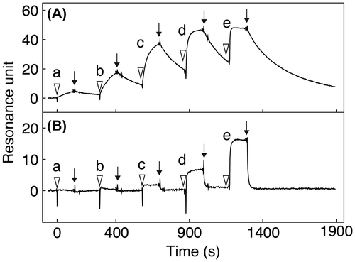 Fig. 4. Sensorgrams obtained by SPR measurement of the affinity between mAbs having N-glycans with the respective structures shown in Fig. 1 and recombinant human FcγRIIIa-V158. (A) mAb having N-glycans with the G2 structure; (B) mAb having N-glycans with the G2F structure. Recombinant human FcγRIIIa-V158 of different concentrations (a, 0.0016; b, 0.008; c, 0.04; d, 0.2, and e, 1.0 μM, respectively) were injected (∇) at 30 μl/min to allow interaction with the mAbs for 120 s, followed by injection with plain running buffer (↓) at 30 μl/min to dissociate the complex for 600 s.