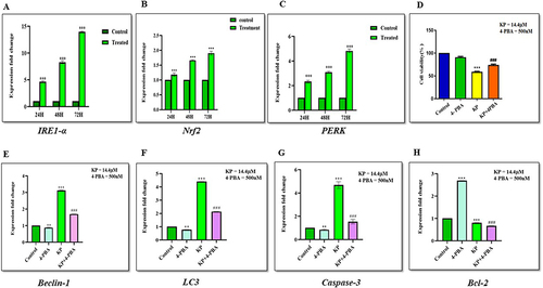 Figure 15 Expression levels of ER-stress markers following KP treatment in the presence or absence of ER-stress inhibitor (4-PBA) in Hep3B cells. The Hep3B cells were treated for 24, 48, and 72h, and then the expression levels of (A) IRE1-α, (B) Nrf2, and (C) PERK were analyzed by RT-qPCR. Inhibition of ER Stress by 4-PBA enhances autophagy and apoptosis in Hep3B cells. Cells pretreated with (D) 4-PBA showed higher cell viability compared with the KP alone group. The mRNA expression level of (E) Beclin-1 (F) LC3 (G) Caspase-3 and (H) Bcl-2 were determined by RT-qPCR. All data are representative of 3 independent experiments (Mean ± SD). **P<0.01 and ***P<0.001 v/s vehicle control. ###P<0.001 v/s KP alone.