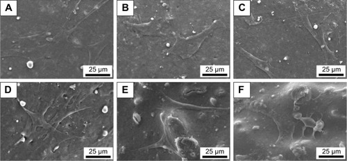 Figure 5 SEM micrographs of MC3T3-E1 cells cultured on 30 MGPC (A, D), 15 MGPC (B, E), and GPC (C, F) scaffolds for 12 (A, B, C) and 24 hours (D, E, F). Note: The magnification of the figures is ×800.Abbreviations: GA, gliadin; MGPC, mMCS/GA/PCL composites; mMCS, mesoporous magnesium calcium silicate; PCL, polycaprolactone.