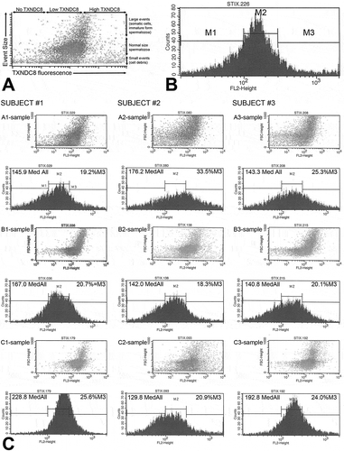 Figure 1. Two-step purification procedure altered the composition and TXNDC8 content of subjects’ semen, as documented by flow cytometry. (A) Scatter diagram combining the TXNDC8-induced fluorescence (x-axis) with forward scatter of visible light (y-axis) reflective of the size of cells passing through cytometer. Flow cytometric events in a semen sample are visualized as individual dots, collectively representing a mixture of morphologically normal and defective spermatozoa, cellular debris and contaminating somatic cells aggregating in distinct foci based on their size. (B). Histogram of TXNDC8-induced fluorescence is arbitrarily divided into marker areas M1-M3, reflecting, from left to right, very low background fluorescence/autofluorescence (M1), low level of TXNDC8 (M2), and elevated/high TXNDC8 fluorescence (M3). Cellular content of TXNDC8 in a sample is visualized in form of peaks reflecting the TXNDC8-induced fluorescence levels of individual flow cytometric events. (C) Scatter diagrams and histograms of raw semen (sample A1-3, top row), gradient purified semen (samples B1-3, middle row) and gradient + swim-up purified semen (samples C1-3, bottom row) in three subjects with varied semen purification outcomes, arranged in columns. In subject #1, purification removed most of the large cells and small debris but enriched the population of spermatozoa positive for TXNDC8, as the median relative fluorescence attributed to TXNDC8 (Med All; no units) increased from 145.9 to 228.8 and the percentage of cells with high TXNDC8 fluorescence (%M3) rose from 19.2% to 25.6%. In subject #2, purification was inefficient at removing TXNDC8-positive spermatozoa, but also failed to remove large cells and debris with low/no TXNDC8, thus reducing both median fluorescence and % TXNDC8-positive spermatozoa in proportion to debris and cells. In subject #3, the percentage of high TXNDC8 spermatozoa remained relatively constant but the median fluorescence increased dramatically as the sample was enriched in normal size spermatozoa and cleared of most debris and large cells that would lower the TXNDC8 fluorescence. Typical examples are from the second trial.