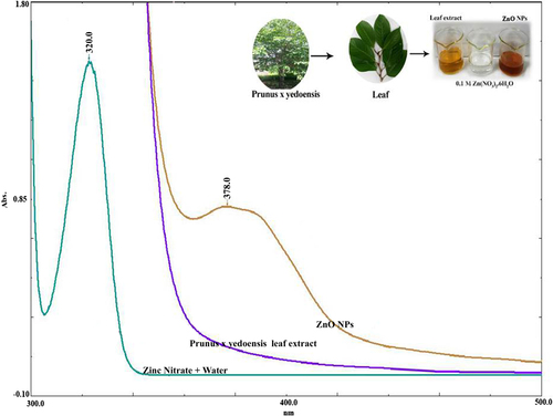 Figure 1. UV–Vis spectra of the leaf extract, zinc nitrate, and reaction mixture, where the inset shows the whole tree and leaf material.