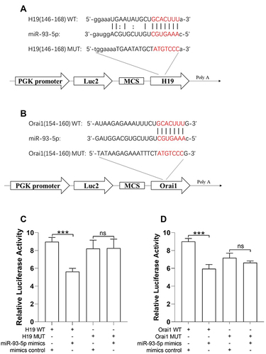 Figure 1 miR-93-5p interacts with H19 and Orai1 respectively. (A) Diagram shows the structure of H19 luciferase in PGK reporter. The predicted binding sites for sponging miR-93-5p and the corresponding mutation sites in H19 are shown in red. (B) Diagram shows the structure of Orai1 luciferase in PGK reporter. The predicted binding sites for sponging miR-93-5p and the corresponding mutation sites in Orai1 are shown in red. (C and D) Luciferase reporter gene assay was used to determine the interaction between miRNA-93-5p and H19 (C) and Orai1 (D). ***P< 0.001. n=5 for each experiment.