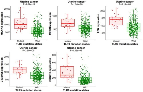 Figure 8. Genotype analysis of TLR9 gene. The figure represents a genotype run analysis to identify the changes in the TLR9 gene expression for uterine cancer. The figure shows that the expression of MKNK2, MED18, AEN, C19orf25, OSGIN1, etc. neighboring genes in uterine cancer is downregulated in presence of the mutated TLR9 gene (red) and normal expression in presence of wild-type (green) TLR9 gene expression.