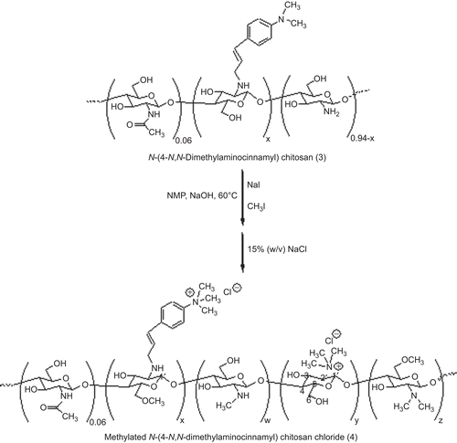 Scheme 2.  Synthesis of methylated N-(4-N,N-dimethylaminocinnamyl) chitosan (TM-CM-CS).