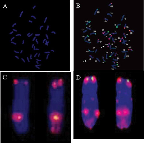 Fig. 1 (Colour online) Chromosome composition of H9015-17–1-9–6 by GISH and FISH. (A) Chromosome composition of H9015-17–1-9–6 by GISH using Leymus mollis genomic as the probe. (B) Chromosome composition of H9015-17–1-9–6 by FISH analysis using Oligo-p Ta535 (red), Oligo-p Sc119.2 (green) as probes. (C) Chromosome 5D from H9015-17–1-9–6. (D) Chromosome 5D from wheat parent line 7182. (Yang et al., Citation2015).