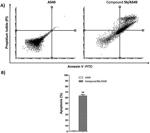 Figure 5. Flow cytometry analysis of apoptosis in A549 cells exposed to compound 5b.