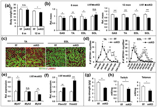 Figure 1. PRMT1 deficiency causes muscle loss and weakness. (a) Body weights from 6 months and 12 months-old control and prmt1 mKO mice (n = 8–10). Values represent the mean ± SD. *P < 0.05. (b) The relative mass of four muscle types divided by the body weight of control and prmt1 mKO mice. Values of control muscles were set to 1.0 (n = 8–10). (c) Immunostaining for MYH4 (Myh type IIb) and LAMA1 (laminin) in TA and EDL muscles from 6 months-old control and prmt1 mKO mice. Scale bar: 50 μm. (d) Quantification of the cross-sectional area of MYH4-positive myofibers in TA and EDL muscles of 6 months old mice. (n = 4). Data represent mean ± SEM. *P < 0.05, **P < 0.01, ***P < 0.001. (e and f) qRT-PCR analysis of TA muscles from 6-months-old control and prmt1 mKO mice. Data represent mean ±SD. *P < 0.05, **P < 0.01, ***P < 0.001 (n = 4). (g) Measurement of grip strength from 6-months-old mice (n = 8). Data represent mean ± SD. **P < 0.01. (h) Amplitude of electrical-triggered force by pacing designed to induce single twitch and tetanus (n = 4). Values represent the mean ± SD. *P < 0.05, **P < 0.01, ***P < 0.001.