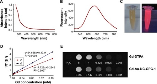 Figure 2 (A) UV–visible absorption spectra of Gd-Au-NC-GPC-1. (B) Fluorescent emission spectra of Gd-Au-NC-GPC-1. (C) Bright (left) and fluorescent (right) photograph of Gd-Au-NC-GPC-1. (D) T1 and T2 relaxation times of Gd-Au-NC-GPC-1. (E) T1-weighted MR images of Gd-DTPA and Gd-Au-NC-GPC-1 at various concentrations (mM).Abbreviations: DTPA, diethylenetriaminepentacetate; Gd-Au-NC-GPC-1, Gd–Au NCs conjugated with GPC-1 antibody; GPC-1, Glypican-1; MR, magnetic resonance; NCs, nanoclusters; UV, ultraviolet.