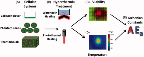 Figure 1. The method used to generate isothermal and photothermal Arrhenius parameters. (A) Cellular systems included cellular monolayers, phantom beads, and tissue phantoms. (B) Heating methods included hot water baths and SWNH-mediated photothermal therapy. (C) Viability in each system was measured and plotted using digital imaging of fluorescently stained cells. (D) Temperature for photothermal therapy was recorded using a thermal camera. (E) Viability response and temperature profiles were fitted with the Arrhenius model, and the Arrhenius parameters Ea and A which best fitted the system were identified.