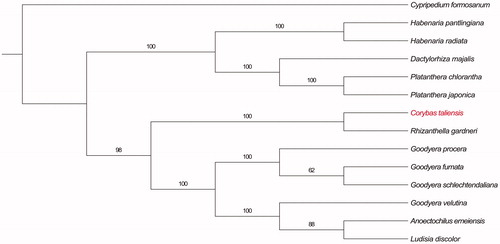 Figure 1. The ML tree based on 13 cp genomes of Orchidoideae. Numbers at nodes indicate bootstrap values. Accession number: Cypripedium formosanum (KJ501998), Platanthera chlorantha (MK937914), Platanthera japonica (MG925368), Dactylorhiza majalis (MK984209), Habenaria pantlingiana (KJ524104), Habenaria radiata (KX871237), Corybas taliensis (MN783368), Rhizanthella gardneri (GQ413967), Goodyera procera (KT886429), Goodyera fumata (KJ501999), Goodyera schlechtendaliana (KT886431), Goodyera velutina (KT886432), Anoectochilus emeiensis (LC057212), Ludisia discolor (KU578274).