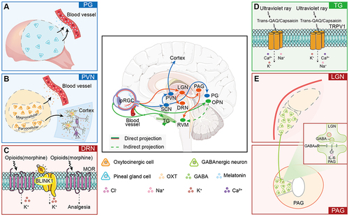 Figure 3 Summary of the targets involved in photoanalgesia. (A) The pineal gland exerts analgesic effects by releasing melatonin. (B) Different cell types and projections of OXT secreted by the PVN. (C) Schematic diagram showing how MOR and BLINK participate in analgesia through K+ channels in the DRN. (D) Schematic diagram of TRPV1 as a nonselective cation channel playing an analgesic role in the TG system. (E) Schematic diagram showing how the GABAergic system plays an analgesic role in the LGN-PAG circuit.