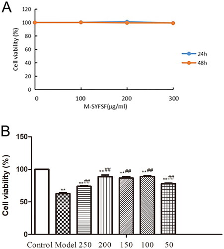 Figure 7. The effect of M-SYFSF on cell viability in AGEs-treated HK 2 cells. (A) Screening for optimal concentration and duration of action of M-SYFSF. (B) Optimal therapeutic concentration of M-SYFSF on HK-2 cells treated with AGEs. **p < 0.01 compared to the control group; ##p < 0.01 compared to the model group.