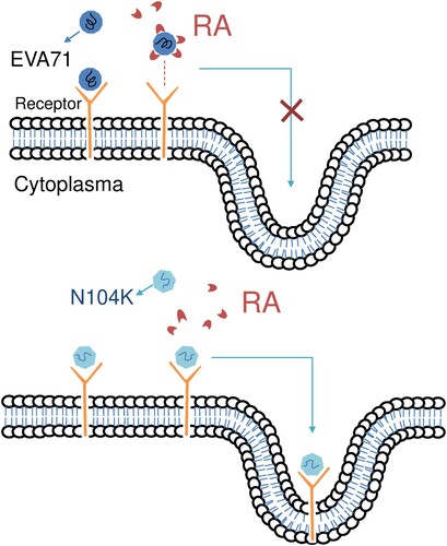 Figure 5. Hypothetical model showing the effect of RA on EV-A71’s entry in host cells. (A) RA binds to EV-A71, preventing the virus from binding to the receptor and inhibiting its entry into the host cell. (B) We proposed that the amount of RA binding to the recombinant mutant virus will be less due to the specific N104K mutation, and the virus entry will not inhibited.