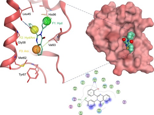 Figure 5 The docked ligand pose of S02 with the p53 binding site of the Mdm2 protein.