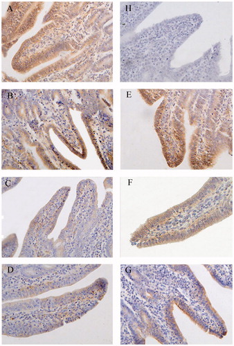 Figure 3. Immunohistochemistry of Claudin-1in middle jejunum of piglets (×400). Group A was control group and piglets in this group were fed with basal diet; Piglets in groups B, C and D were fed with basal diet + (500, 2000 and 5000 mg/kg·BW) β-conglycinin, respectively; Piglets in groups E, F and G were fed with basal diet + (500, 2000 and 5000 mg/kg·BW) glycinin, respectively; Group H was negative control. The average optical density (OD) value of claudin-1 expression was analysed by the Image-Pro plus 6.0 and as shown in Table 7.