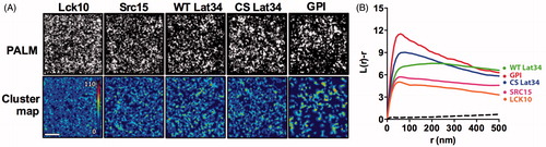 Figure 2. Single molecule localization microscopy reveals nano-scale cluster of model membrane proteins. (A) Single molecule PALM image of Lck10-, Src15-, WT Lat34-, CS Lat34- and GPI-PS-CFP2 in a HeLa cell and corresponding color-coded cluster map generated from local point-pattern analysis. Color code represents clustering, L(r). Bar = 750 nm. (B) Ripley’s K-function of PS-CFP2 tagged to Lck10 (orange), Src15 (pink), WT Lat34 (green), the palmitoylation deficient mutant CS Lat34 (blue) and GPI-AP (red) plotted against the radius, r, of concentric circles centered on each molecule. L(r)-r is a measure for the degree of clustering relative to a random distribution of simulated data (dashed line is the 99% confidence interval).