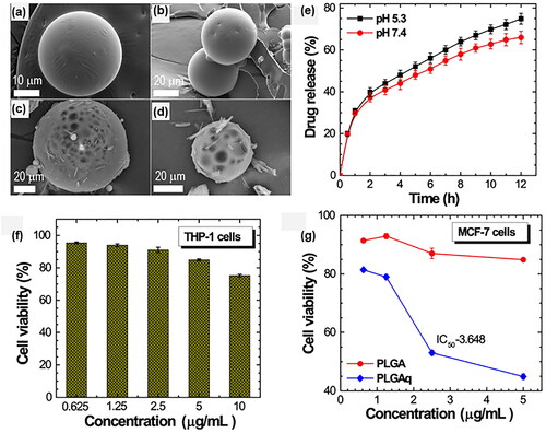 Figure 8. The SEM micrographs of PLGA (a-b) and Quercetin-loaded PLGA (PLGAq) microspheres (c–d). (e) In-vitro cumulative released curves of PLGAq under normal and tumor microenvironment. (f) In-vitro cytotoxicity assay tested using THP-1 cell lines. (g) In-vitro cytotoxicity of PLGA and PLGAq tested on MCF-7 cell lines. Adapted with permission from Karthick et al. (Citation2019). Copyright 2019, Elsevier.