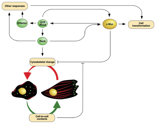 Figure 2 Overexpression of c-Myc leads to positive synergistic interactions with RhoA that favor cell transformation and, at the same time, the generation of a transcriptomal-based genetic program that blocks the RhoA/Rock-dependent F-actin cytoskeleton. This latter program is counterbalanced by signals derived from cell-to-cell contacts. Proteins and cytoskeletal structures follow the same color code used in Figure 1. This scheme has been designed taking into consideration the data published in the article object of this Extra View and from previous publications in this area.Citation18,Citation19,Citation32