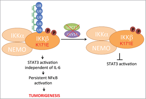 Figure 1. K63-linked ubiquitylation of IKKβ activates STAT3 signaling. IKKβ mutation at K171 associated with multiple myeloma and other cancers leads to increased IKKβ activation, indicated by phosphorylation on 2 serine residues (S177 and S181) and K63-linked polyubiquitylation on K147. IKKβ mutation also constitutively activates STAT3 signaling which likely causes tumorigenisis by maintaining elevated NFκΒ activity. Inhibition of the E2 ubiquitin-conjugating complex UBC13/UEV1A responsible for IKKβ K63-linked ubiquitylation blocks this constitutive STAT3 signaling while not affecting IKKβ kinase activity.