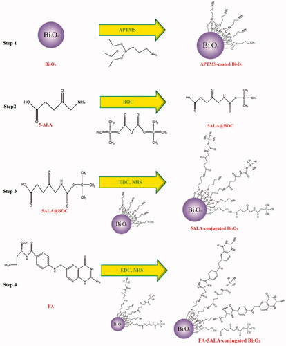 Figure 1. Schematic of nano-carrier preparation stages; fabrication of functionalized NPs (step 1), blocking the NH2 group of 5-ALA using BOC (step 2), 5-ALA@BOC activation using carbodiimides and conjugation of the resultant compound to functionalized NPs (step 3), FA activation and its conjugation to the product of step 3 (step 4).