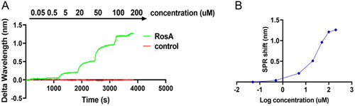 Figure 5. The SPR binding curve of RosA and TRPC1. (A) A single sample detection experiment was carried out on the RosA solution with concentration gradient. (B) The equilibrium dissociation constant (KD) between RosA and TRPC1 was 1.27 μM.
